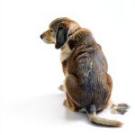 Penguin Books Poetry Collection Dog Care American Women-0