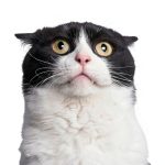 Summersdale Cat Care Kindle Book English Language 80 Pages-0